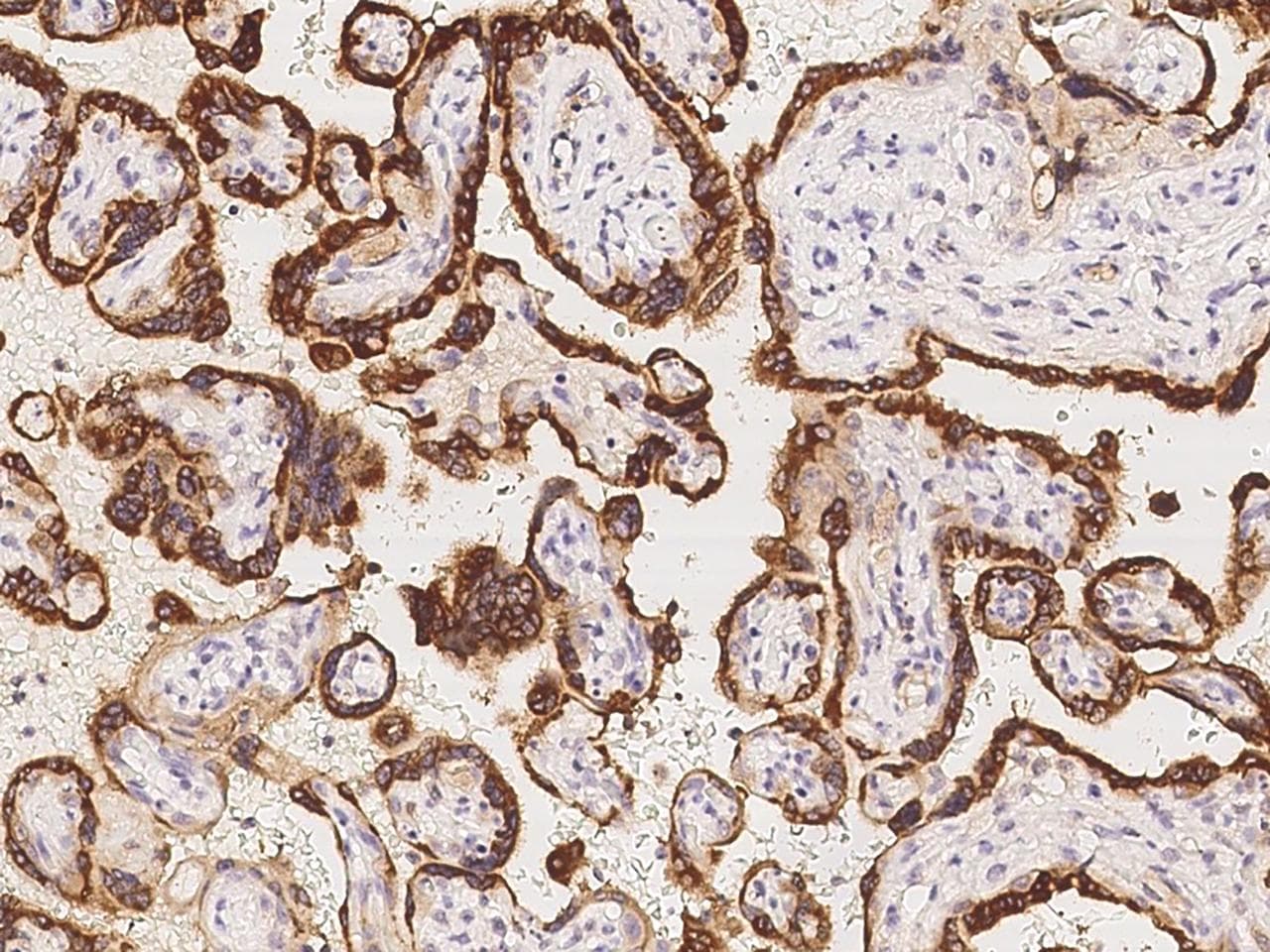 PSG4 Antibody