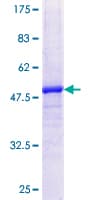 Human MFAP5 / MAGP2 Protein (Recombinant GST)