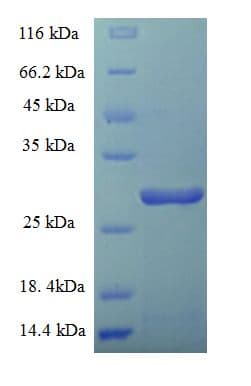 Human CSF2 / GM-CSF Protein (Recombinant GST)