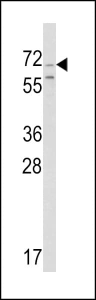 Polyclonal Rabbit anti-Human SCG2 / Secretogranin II Antibody (aa246-274, IHC, WB)