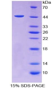 Horse TGFB1 / TGF Beta 1 Protein (Recombinant His-GST)