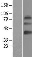 SAMSN1 Protein (Over-Expression Lysate Myc-DDK (Flag))