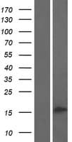 Human PLA2G2C Protein (Over-Expression Lysate Myc-DDK (Flag))