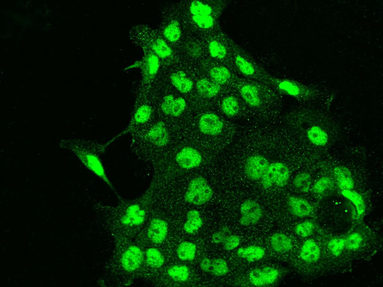 RBM7 Antibody