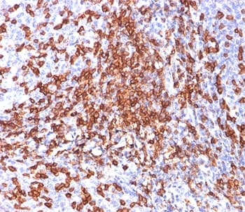 CD44 Antibody (clone 156-3C11, Ready-to-Use)