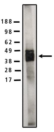 SGMS1 / TMEM23 Antibody