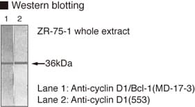 CCND1 / Cyclin D1 Antibody (clone 5D4)