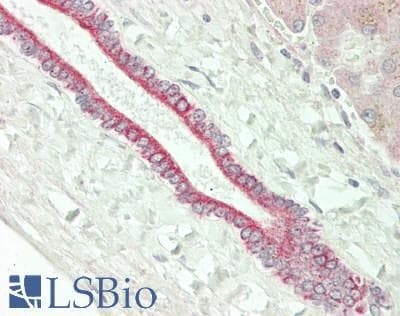 IHC-plus™ SLC30A1 / ZNT1 Antibody (Internal)