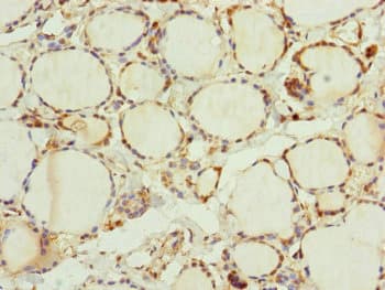 TRIM23 Antibody