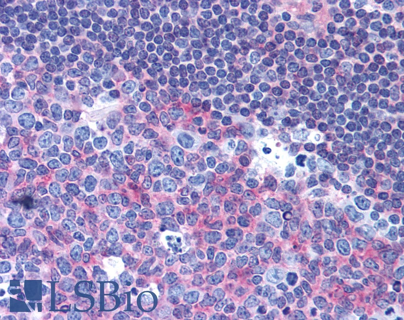 PathPlus™ CD40 Antibody (clone HB14)