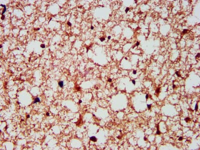 Gephyrin Antibody