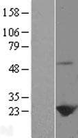PRDX1 / Peroxiredoxin 1 Protein (Over-Expression Lysate Myc-DDK (Flag))