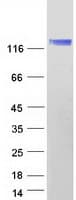 Human ELKS / ERC1 Protein (Recombinant Myc-DDK (Flag))