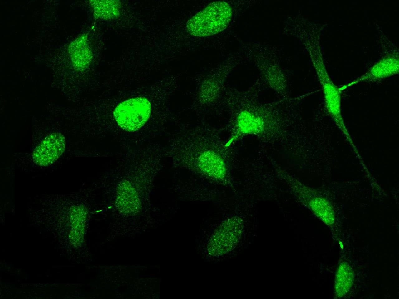 BIRC5 / Survivin Antibody (Preservative Free)