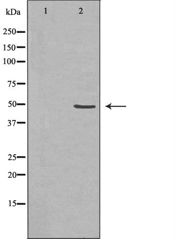 TAPBP / Tapasin Antibody