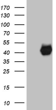 PON3 Antibody (aa30-319, clone OTI1A5)