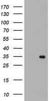 RYBP Antibody (clone OTI5A9)