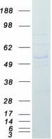 Human BAF53 / ACTL6A Protein (Recombinant Myc-DDK (Flag))