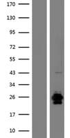 Human RNASE9 Protein (Over-Expression Lysate Myc-DDK (Flag))