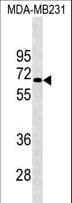 KCNF1 / KCNF Antibody (aa195-221)