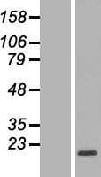 RPL32 / Ribosomal Protein L32 (Over-Expression Lysate Myc-DDK (Flag))