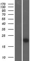 FAM89B Protein (Over-Expression Lysate Myc-DDK (Flag))