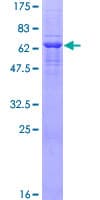 Human NTM / Neurotrimin Protein (Recombinant GST)