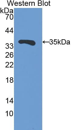 FSTL1 Antibody (aa20-308)