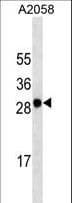 MLANA / Melan-A Antibody (aa60-92)