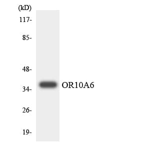 Polyclonal Rabbit anti-Human OR10A6 Antibody (aa229-278, WB)