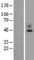 Human KCNK2 / TREK-1 Protein (Over-Expression Lysate Myc-DDK (Flag))