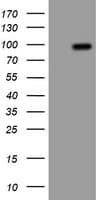 APP / Beta Amyloid Precursor Antibody (clone OTI7B8, Carrier-free)