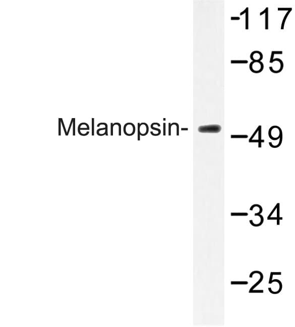 OPN4 / Melanopsin Antibody (Leu470)
