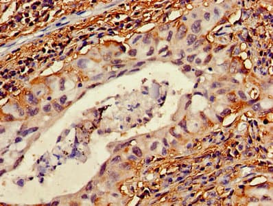 Polyclonal Rabbit anti-Human C1orf105 Antibody