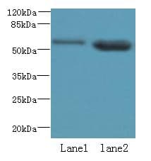 EFCAB14 Antibody