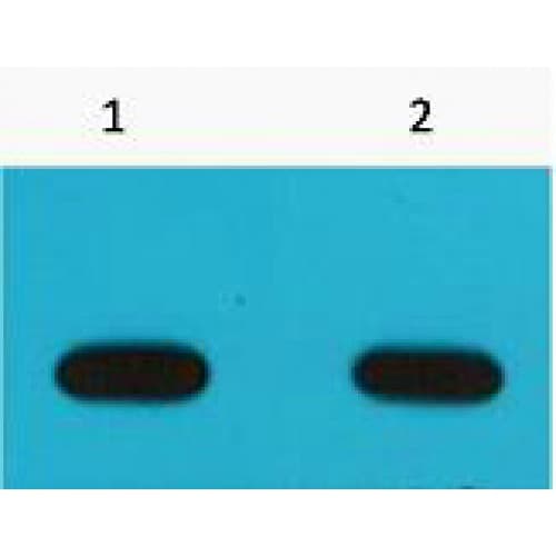 AVI Tag Antibody (clone 6E3)