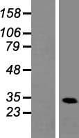 HNRNPA1L2 Protein (Over-Expression Lysate Myc-DDK (Flag))