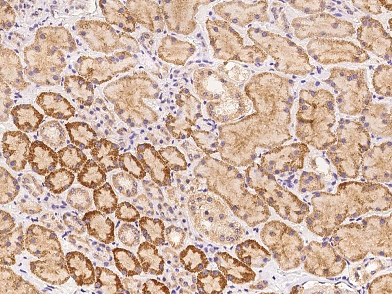 Polyclonal Rabbit anti-Human WSCD2 Antibody (IHC)