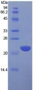 Human IL1A / IL-1 Alpha Protein (Recombinant His, N-Terminal)