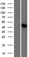 LSM14B Protein (Over-Expression Lysate Myc-DDK (Flag))