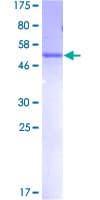 Human MLF2 Protein (Recombinant GST)