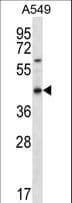 Polyclonal Rabbit anti-Human OR51S1 Antibody (aa213-241, WB)