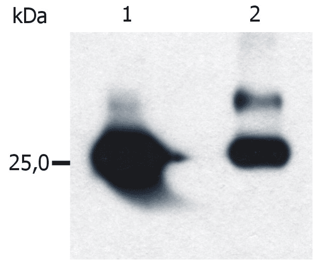 GST / Glutathione S-Transferase Antibody (clone S-tag-05)