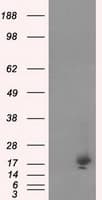 NME4 Antibody (clone OTI2G1)