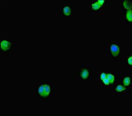 GATA5 Antibody