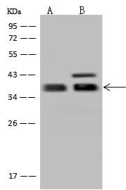 MLST8 / GBL Antibody