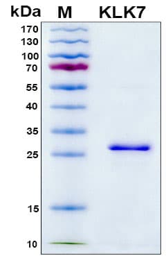 Human KLK7 / Kallikrein 7 Protein (Recombinant 6His, N-terminus)