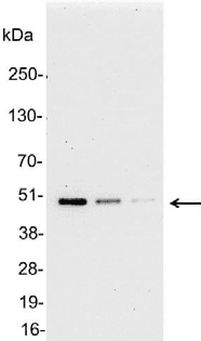 Polyclonal Goat AU5 Tag Antibody (WB)