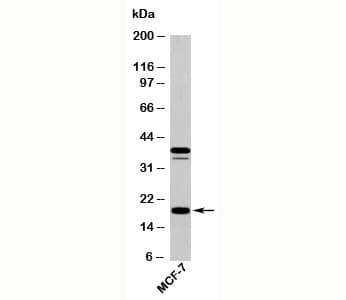 Monoclonal Mouse anti-Human AGR2 Antibody (clone AGR2105, N-Terminus, IHC, WB)