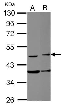 FAM98B Antibody